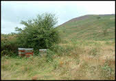 Hives